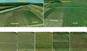 2025 PHENO_MaizE trials