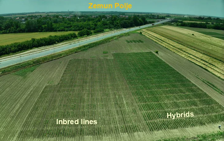 2025 PHENO_MaizE trials - Zemun polje